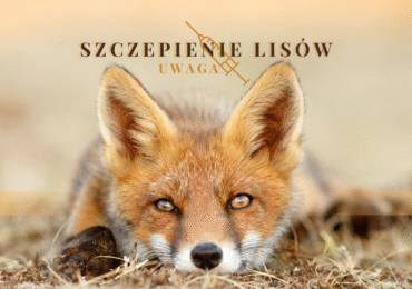 Komunikat Podkarpackiego Wojewódzkiego Lekarza Weterynarii o wiosennej akcji szczepień dzikich lisów